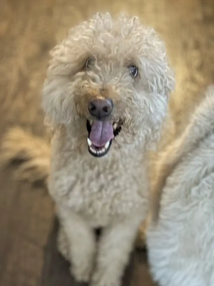 Chuey image 3