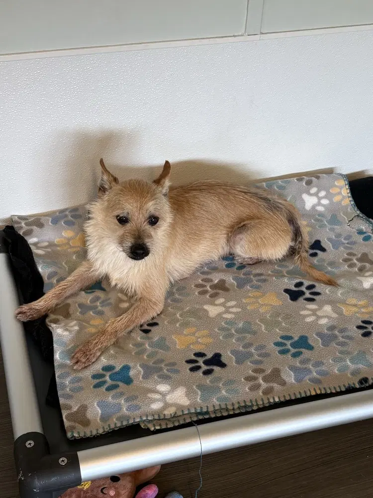 Reggie - Terrier