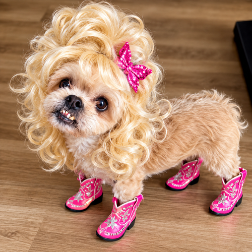 Dolly Pawton, a dog for adoption from Polka Dogz Pet REscue, INc.
