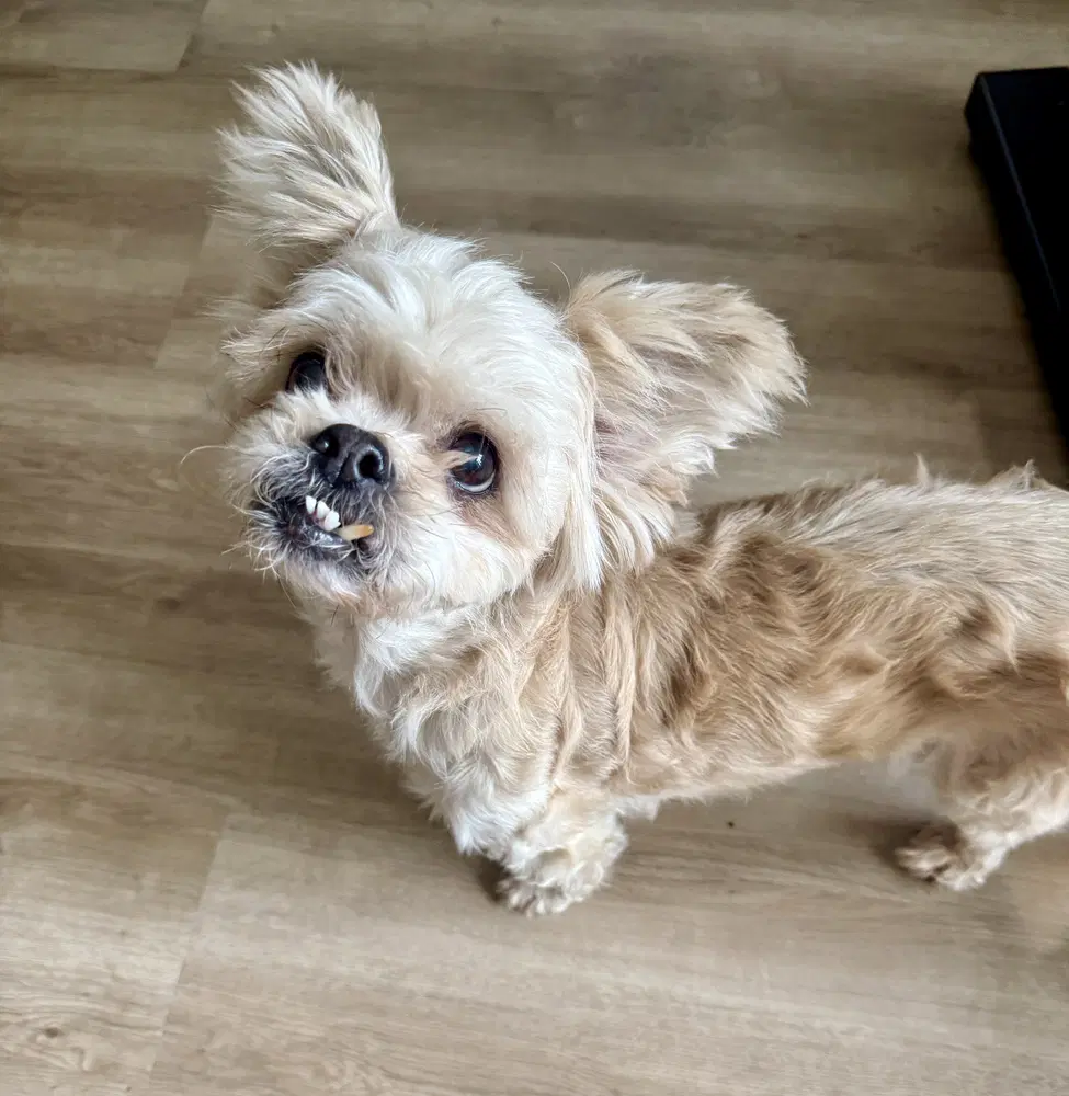 Dolly Pawton image 2