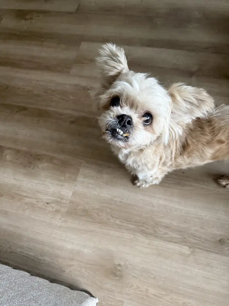 Dolly Pawton image 4