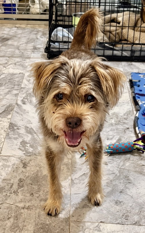 Struesel, a dog for adoption from Polka Dogz Pet REscue, INc.