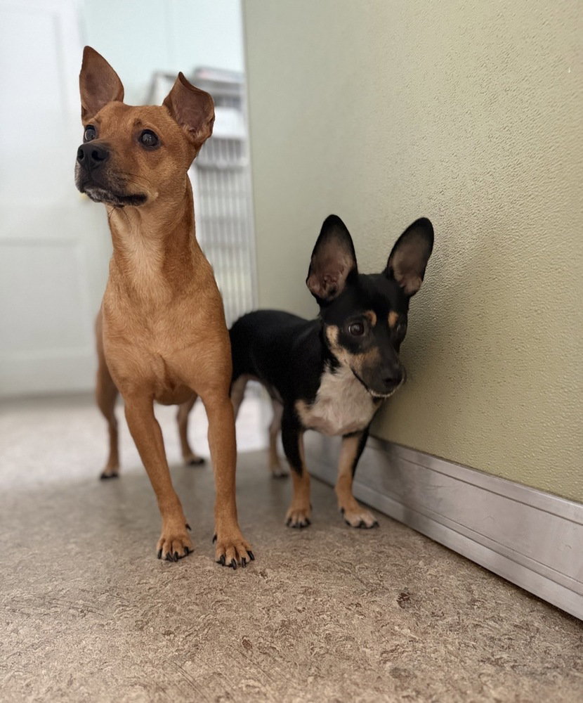 Rolo and Finny, photo 2
