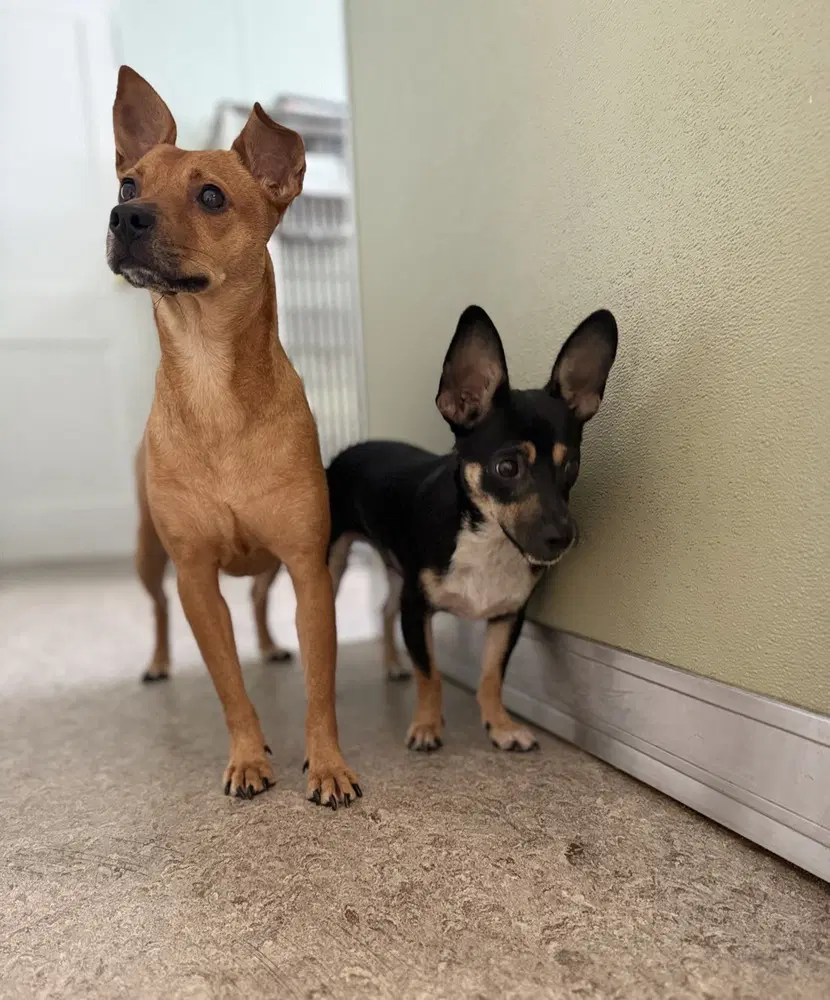 Rolo And Finny image 2