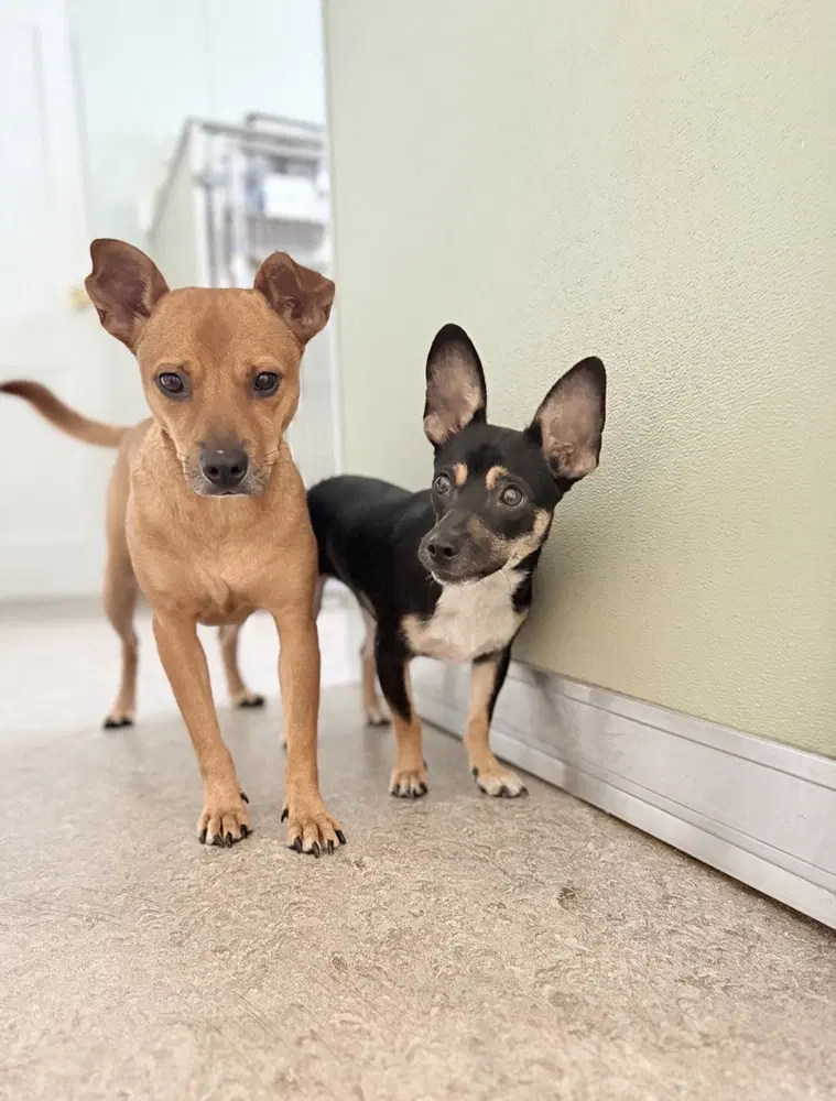 Rolo And Finny image 3