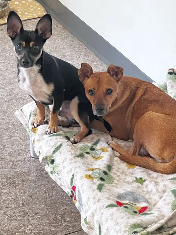 Rolo And Finny image 4
