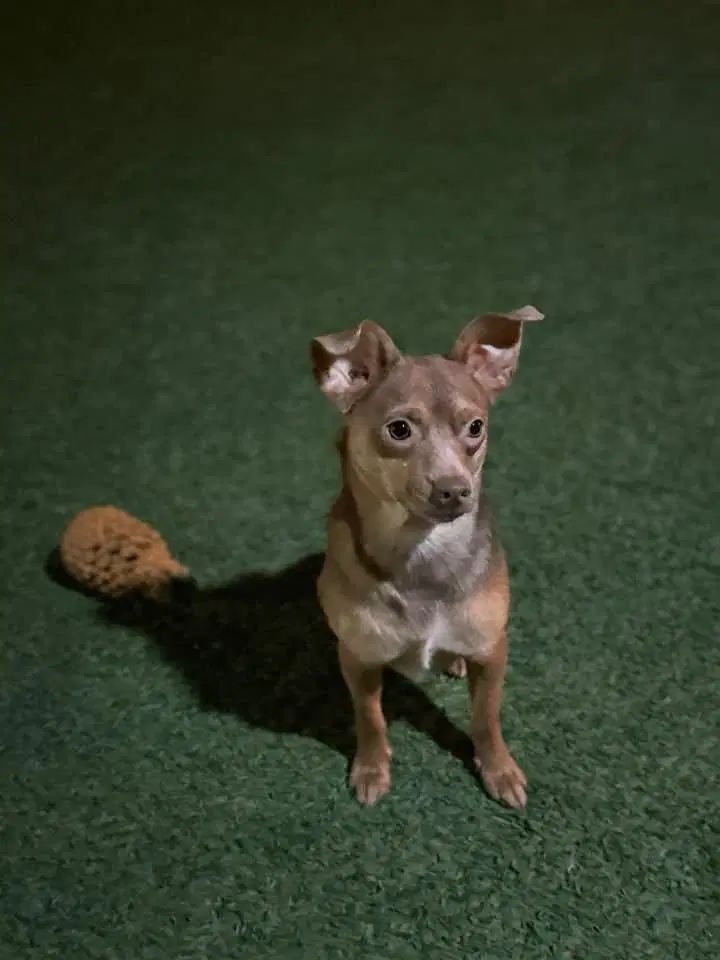 Bram image 4
