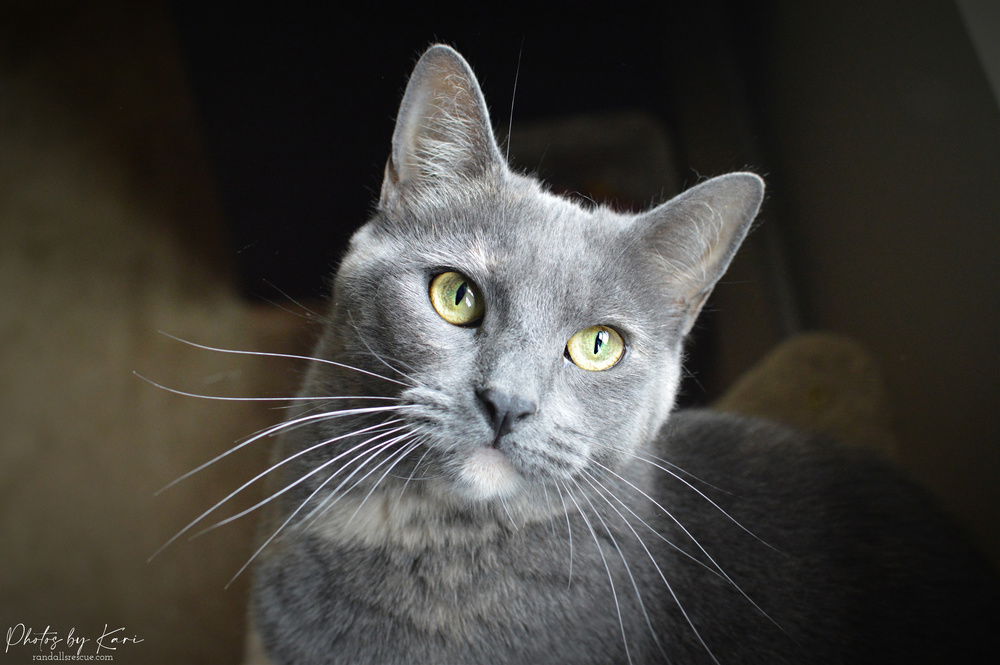 adoptable Cat in Mount Laurel, NJ named Mollie Orchard