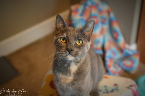MOLLIE ORCHARD - Domestic Short Hair available for adoption