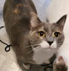 adoptable Cat in Mount Laurel, NJ named Magical Pegasus