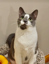 adoptable Cat in Mount Laurel, NJ named Clarice