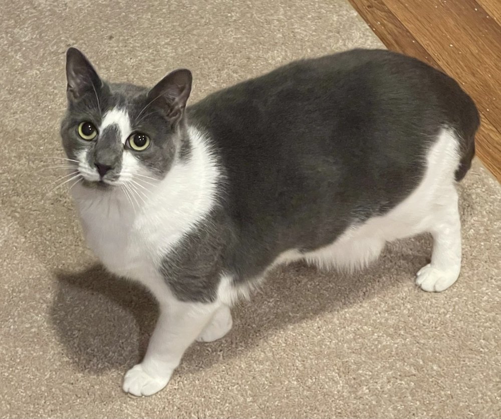adoptable Cat in Mount Laurel, NJ named Clarice
