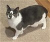 adoptable Cat in mount laurel, nj, NJ named Clarice