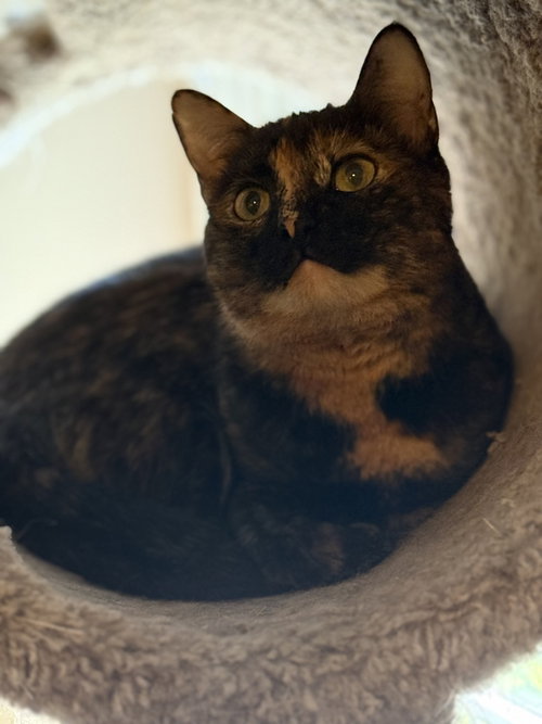 SAGA - Domestic Short Hair available for adoption
