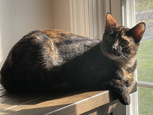 SAGA - Domestic Short Hair available for adoption