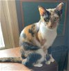 adoptable Cat in mount laurel, NJ named Aira Mirage