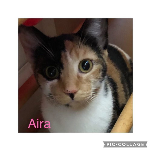 AIRA MIRAGE - Domestic Short Hair available for adoption