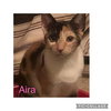 Aira Mirage - Photo 4