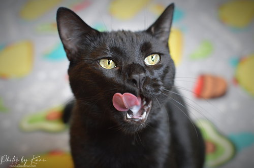 PAZAZZ ORCHARD - Domestic Short Hair available for adoption