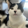adoptable Cat in Mount Laurel, NJ named Picasso