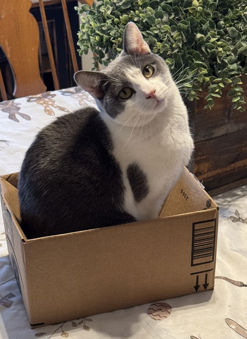 picture of the cat needing adoption