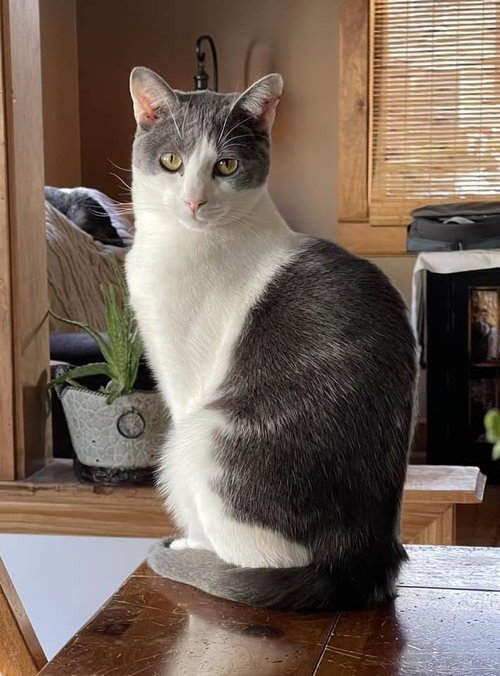 SCOOCH 7-11 - Domestic Short Hair available for adoption