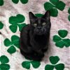 adoptable Cat in mount laurel, nj, NJ named Duke Country Club FIV+