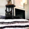 adoptable Cat in Mount Laurel, NJ named Duke Country Club FIV+