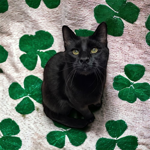 DUKE COUNTRY CLUB FIV+ - Domestic Short Hair available for adoption