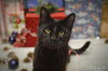 Duke Country Club FIV+ - Photo 3