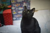 Duke Country Club FIV+ - Photo 4