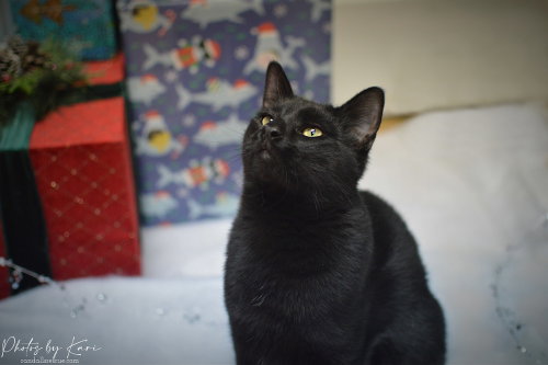 Photo 4 of Duke Country Club FIV+