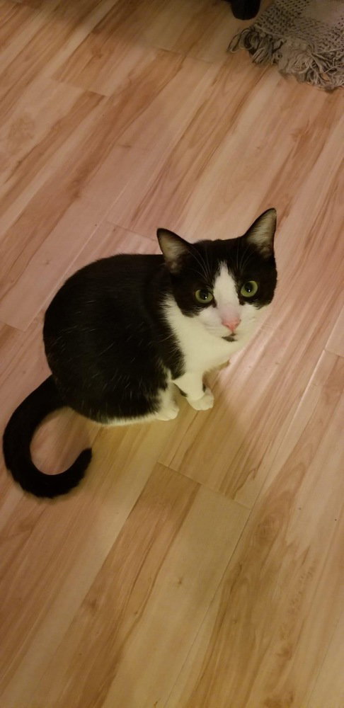 MAGDALENE SNOW ANGEL - Domestic Short Hair available for adoption