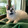 adoptable Cat in Mount Laurel, NJ named Lord Country Club