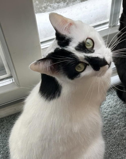 LORD COUNTRY CLUB - Domestic Short Hair available for adoption