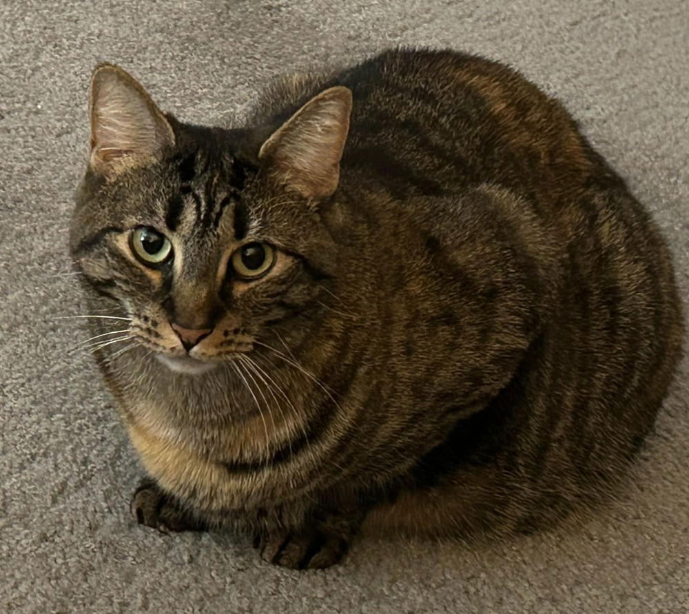 adoptable Cat in Mount Laurel, NJ named Dame Country Club