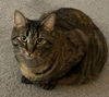 adoptable Cat in Mount Laurel, NJ named Dame Country Club