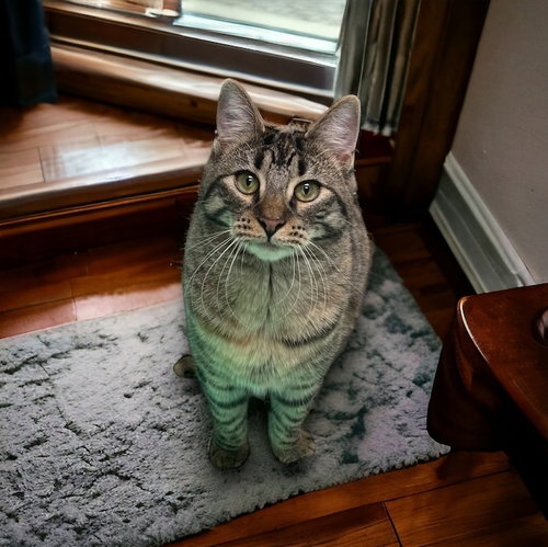DAME COUNTRY CLUB - Domestic Short Hair available for adoption