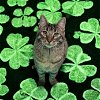 adoptable Cat in mount laurel, nj, NJ named Dame Country Club