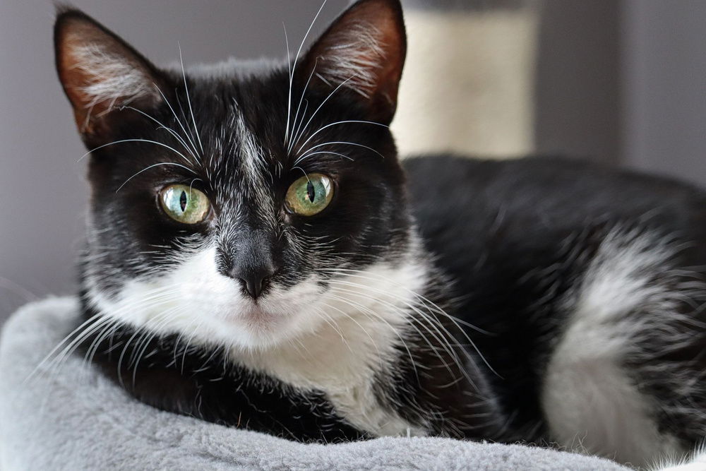 adoptable Cat in Mount Laurel, NJ named Sitka Willow