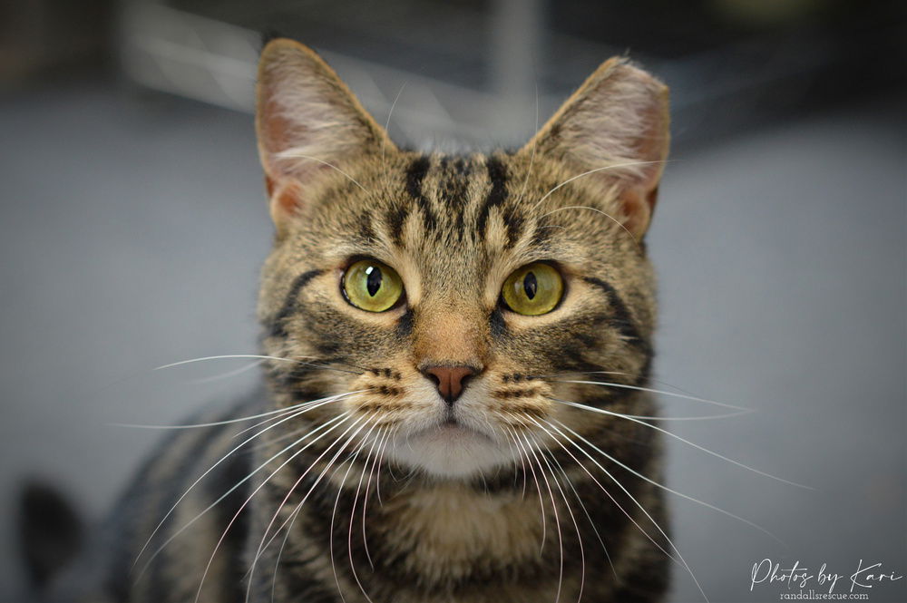 adoptable Cat in Mount Laurel, NJ named Micah Snow Angel