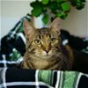 adoptable Cat in mount laurel, nj, NJ named Duchess Country Club