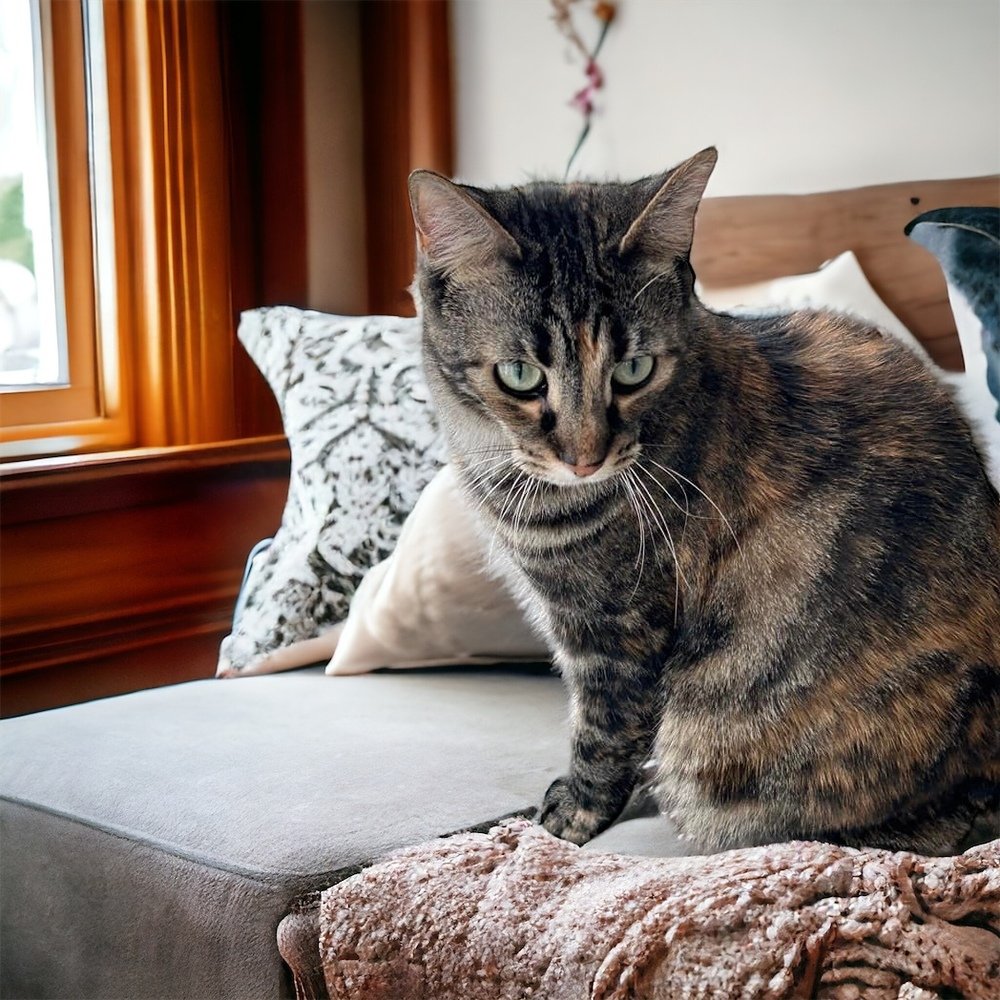 adoptable Cat in Mount Laurel, NJ named Duchess Country Club