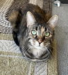 adoptable Cat in Mount Laurel, NJ named Duchess Country Club