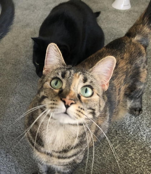 DUCHESS COUNTRY CLUB FIV+ - Domestic Short Hair available for adoption