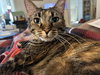 Duchess Country Club FIV+ - Photo 3