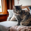 Duchess Country Club FIV+ - Photo 4