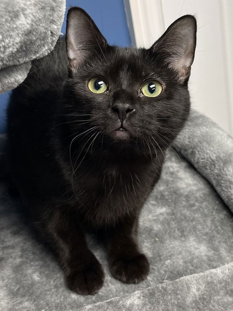 adoptable Cat in Mount Laurel, NJ named Bali Church