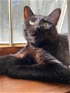adoptable Cat in mount laurel, nj, NJ named Castiel Snow Angel