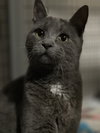 Zuul Silver - Photo 2